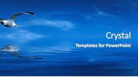  Presentation with seagull - Cool new PPT layouts with water birds - blue sky and flaying seagull backdrop and a teal colored foreground