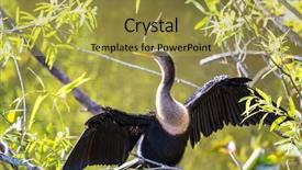  Presentation with florida - PPT layouts consisting of water birds - cormorant bird everglades np florida background and a yellow colored foreground