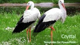  Presentation with couple in christ - Theme featuring water birds - couple of white storks background and a forest green colored foreground