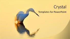  Presentation with breeding - Slide deck featuring water birds - egret in breeding plumage egretta background and a blonde colored foreground