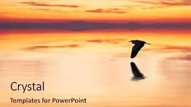  Presentation with flight - Beautiful presentation theme featuring water birds - elegance in flight backdrop and a lemonade colored foreground