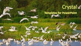  Presentation with water river - Colorful PPT theme enhanced with water birds - large flock of gulls backdrop and a tawny brown colored foreground