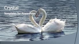  Presentation with loving hearts love heart candy - Presentation theme featuring water birds - loving swans forming a heart background and a gray colored foreground