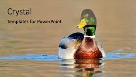  Presentation with lake sebu philippines - Cool new presentation with water birds - mallard duck on the lake backdrop and a coral colored foreground