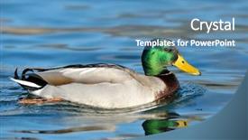  Presentation with duck - PPT theme featuring water birds - mallard duck on the lake background and a teal colored foreground
