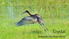  Presentation with echinacea purpurea eastern purple coneflower - Beautiful presentation design featuring water birds - purple heron ardea purpurea backdrop and a yellow colored foreground