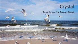  Presentation with birds - Beautiful presentation theme featuring water birds - seagulls over the sea waves backdrop and a light blue colored foreground