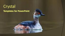  Presentation with spring water - Presentation design having water-birds-on-the-lake background and a tawny brown colored foreground