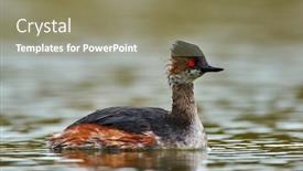  Presentation with spring water - Slide deck having water-birds-on-the-lake background and a coral colored foreground