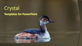  Presentation with spring water - Audience pleasing PPT theme consisting of water-birds-on-the-lake backdrop and a tawny brown colored foreground