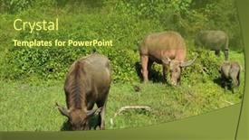  Presentation with asia - Slide set with water-buffalo-grazing-grass background and a tawny brown colored foreground