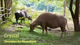  Presentation with grazing - 