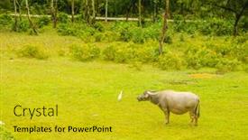  Presentation with rice fields - Slide deck with water buffalo in rice fields in vietnam background and a gold colored foreground