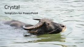  Presentation with water river - Beautiful presentation design featuring water buffalo in river backdrop and a light gray colored foreground