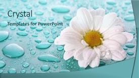  Presentation with blue water - Colorful PPT theme enhanced with water bulb - white camomile on blue background backdrop and a sky blue colored foreground