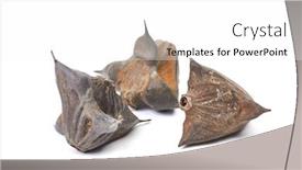  Presentation with seeds - Beautiful slide set featuring water-caltrop-spiky-hard-seeds backdrop and a white colored foreground