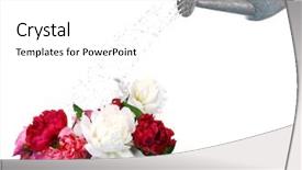  Presentation with white flowers - Presentation enhanced with water can watering flowers isolated background and a white colored foreground
