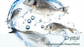  Presentation with fishes - Presentation theme consisting of water cycle - collage of fresh fishes isolated background and a sky blue colored foreground