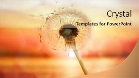  Presentation with dandelion - Cool new PPT layouts with water cycle - dandelion silhouette against sunset backdrop and a lemonade colored foreground