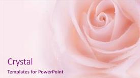  Presentation with fresh water - Audience pleasing theme consisting of water day - fresh rose backdrop and a pink colored foreground