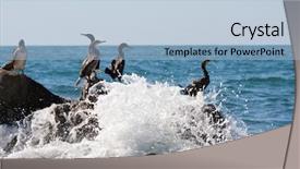  Presentation with birds - Colorful slides enhanced with birds on sea backdrop and a light blue colored foreground