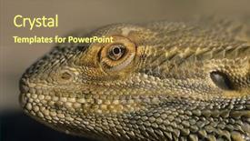  Presentation with dragon - Slides featuring handsome bearded athletic macho man with stylish beard on serious face standing naked in glasses with muscle torso on athletic body holding board in studio on black background copy space background and a tawny brown colored foreground.