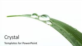  Presentation with water drop - Presentation theme having water-drop green grass background and a pink colored foreground