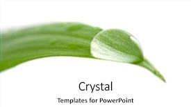  Presentation with water leaf - PPT layouts consisting of water drop on a leaf background and a white colored foreground
