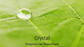  Presentation with water leaf - Presentation theme consisting of water drop on fresh green background and a gold colored foreground