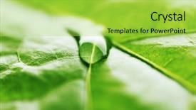  Presentation with water leaf - Cool new PPT layouts with water drop on green leaf backdrop and a yellow colored foreground