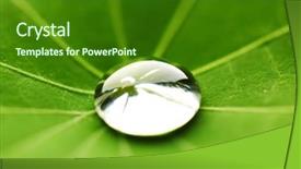  Presentation with water leaf - Slides with water drop on green nasturtium leaf macro background and a forest green colored foreground