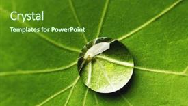  Presentation with water leaf - Audience pleasing PPT theme consisting of water drop on green nasturtium leaf macro backdrop and a forest green colored foreground