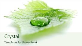  Presentation with water leaf - Amazing slide set having water drop on leaf isolated backdrop and a mint green colored foreground