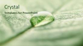  Presentation with water science - Audience pleasing PPT layouts consisting of water drop on leaf backdrop and a soft green colored foreground