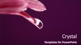  Presentation with dark flower - Colorful presentation theme enhanced with water drop on purple flower backdrop and a wine colored foreground