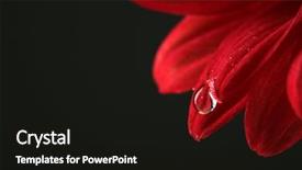  Presentation with dark flower - Colorful PPT theme enhanced with water drop on red flower backdrop and a black colored foreground