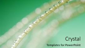  Presentation with water plant - Amazing slide deck having water drop or spary on the plant's stem backdrop and a mint green colored foreground