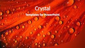 Presentation with water droplets - Audience pleasing PPT theme consisting of water droplets on petal of red tulip flower bud backdrop and a crimson colored foreground