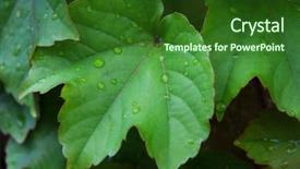  Presentation with water droplets - Presentation theme consisting of photosynthesis - water droplets on the sheet background and a forest green colored foreground