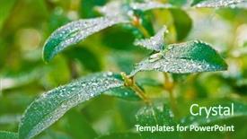  Presentation with fresh water - Presentation theme featuring water drops after rain background and a forest green colored foreground