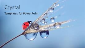  Presentation with water drops - Colorful PPT layouts enhanced with water-drops-and-ladybug backdrop and a light blue colored foreground
