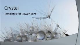  Presentation with spring water - Audience pleasing presentation design consisting of water drops on a dandelion backdrop and a light blue colored foreground