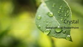  Presentation with green leaf water drops - Cool new theme with water drops on a green backdrop and a yellow colored foreground