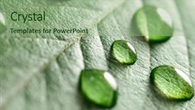  Presentation with water leaf - Amazing presentation theme having water drops on a leaf backdrop and a  colored foreground
