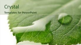  Presentation with water science - Amazing slides having water drops on a leaf backdrop and a mint green colored foreground