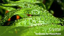  Presentation with water leaf - Colorful PPT theme enhanced with drops on a palm leaf backdrop and a tawny brown colored foreground