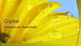  Presentation with chrysanthemum - Beautiful PPT theme featuring water drops on chrysanthemum petals close-up backdrop and a gold colored foreground