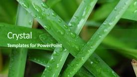  Presentation with water drops - Beautiful slide deck featuring water drops on crossing leaves backdrop and a forest green colored foreground