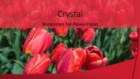  Presentation with water drops - Slide set featuring water drops on flowers - field background and a red colored foreground