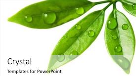  Presentation with fresh water - Theme featuring water drops on fresh green background and a white colored foreground